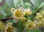 Japanese barberry (photo by Dianne Machesney)